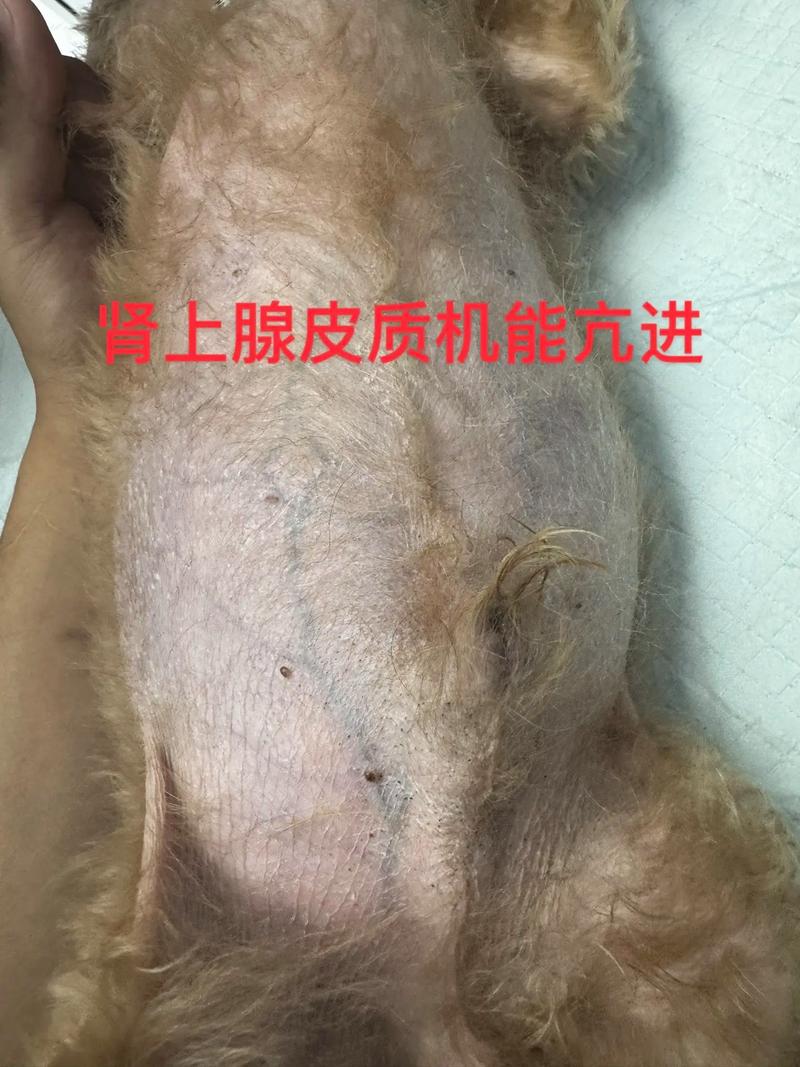 泰迪能不能吃吃葛根,老公昨晚带回来葛根今天煮熟,泰迪吃了一点儿?