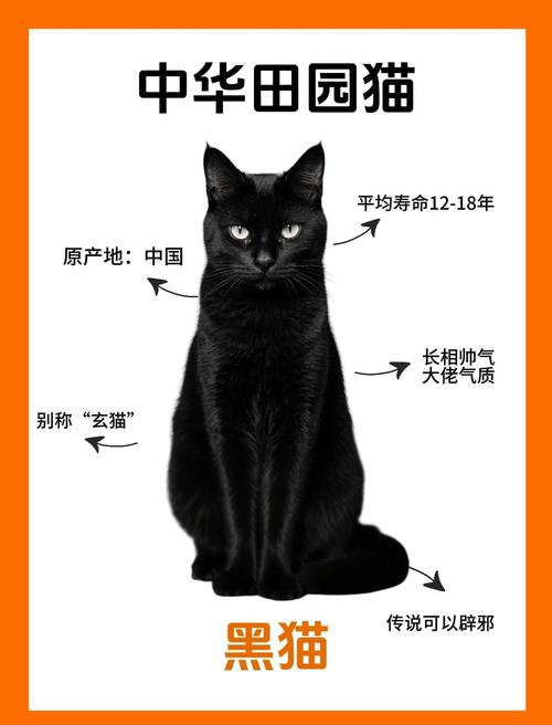 给黑猫取什么名字比较好听
