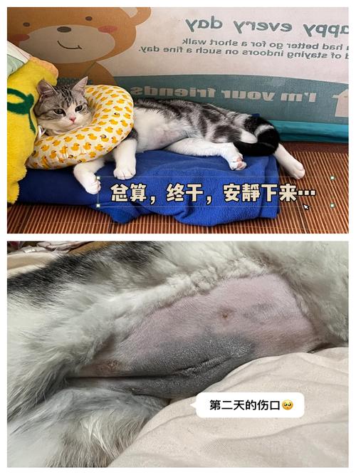 母猫绝育后护理