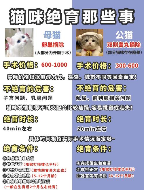 母猫绝育术后怎么护理?多久恢复?