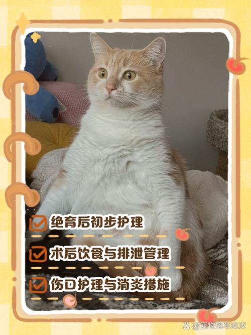 公猫绝育第一晚怎么度过