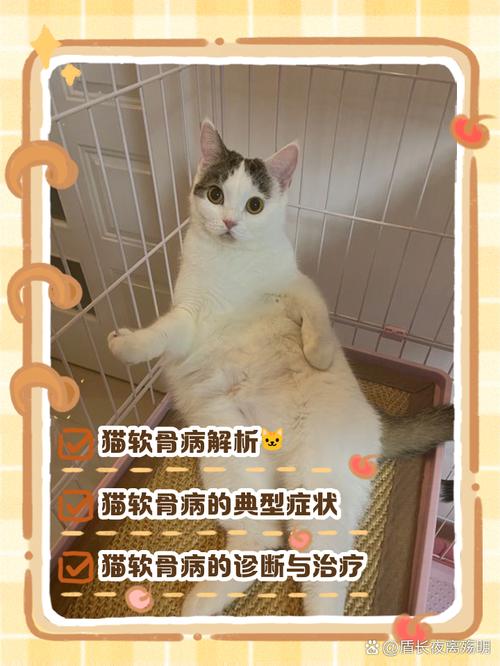猫咪软骨病可以活多久