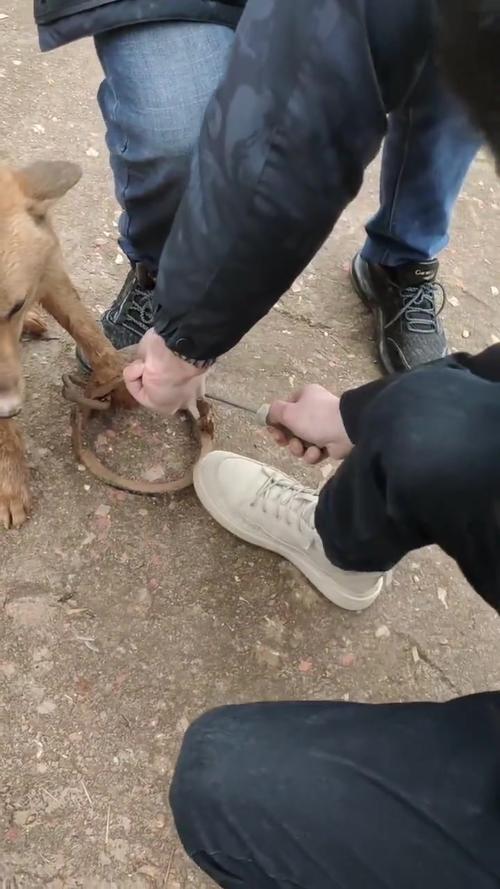 小狗的脚被门夹了怎么办?