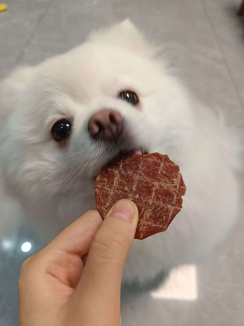 狗狗吃什么零食长胖又壮