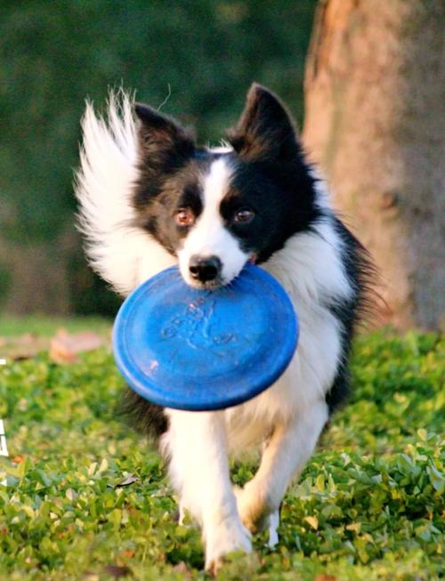 狗狗接飞盘怎么训练