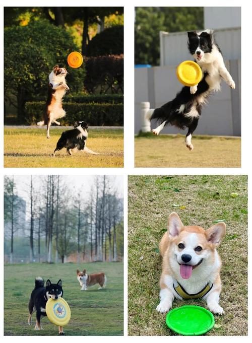 狗接飞盘如何训练