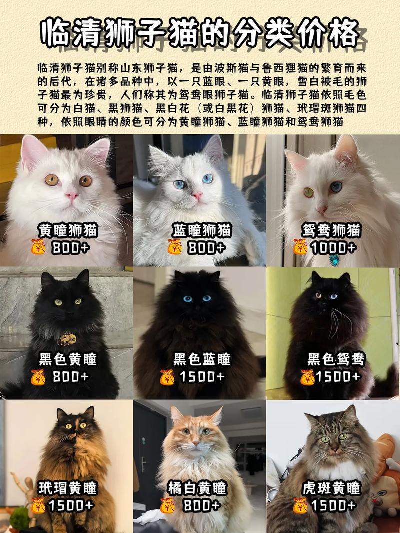 2024年狮子猫费用一览表