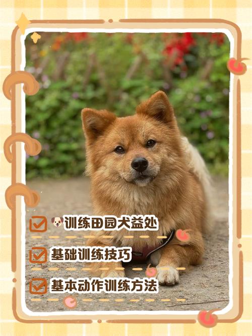 怎样训练小狗狗