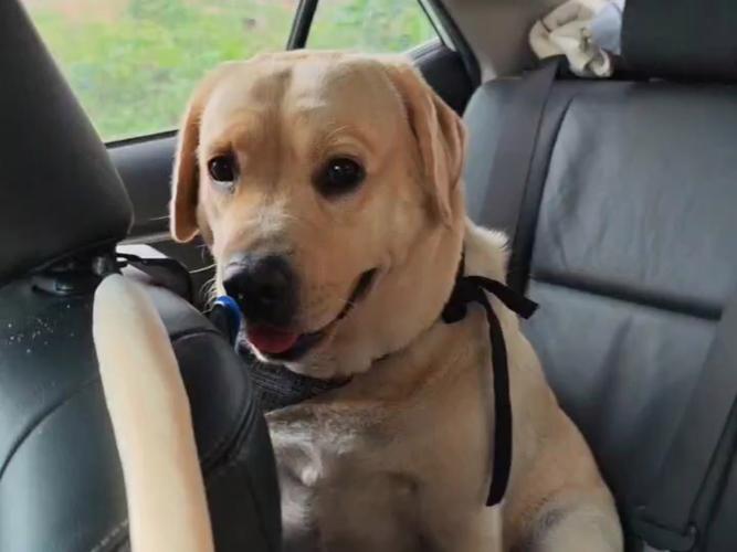 小狗狗可以在长途车上呆10几个小时吗?