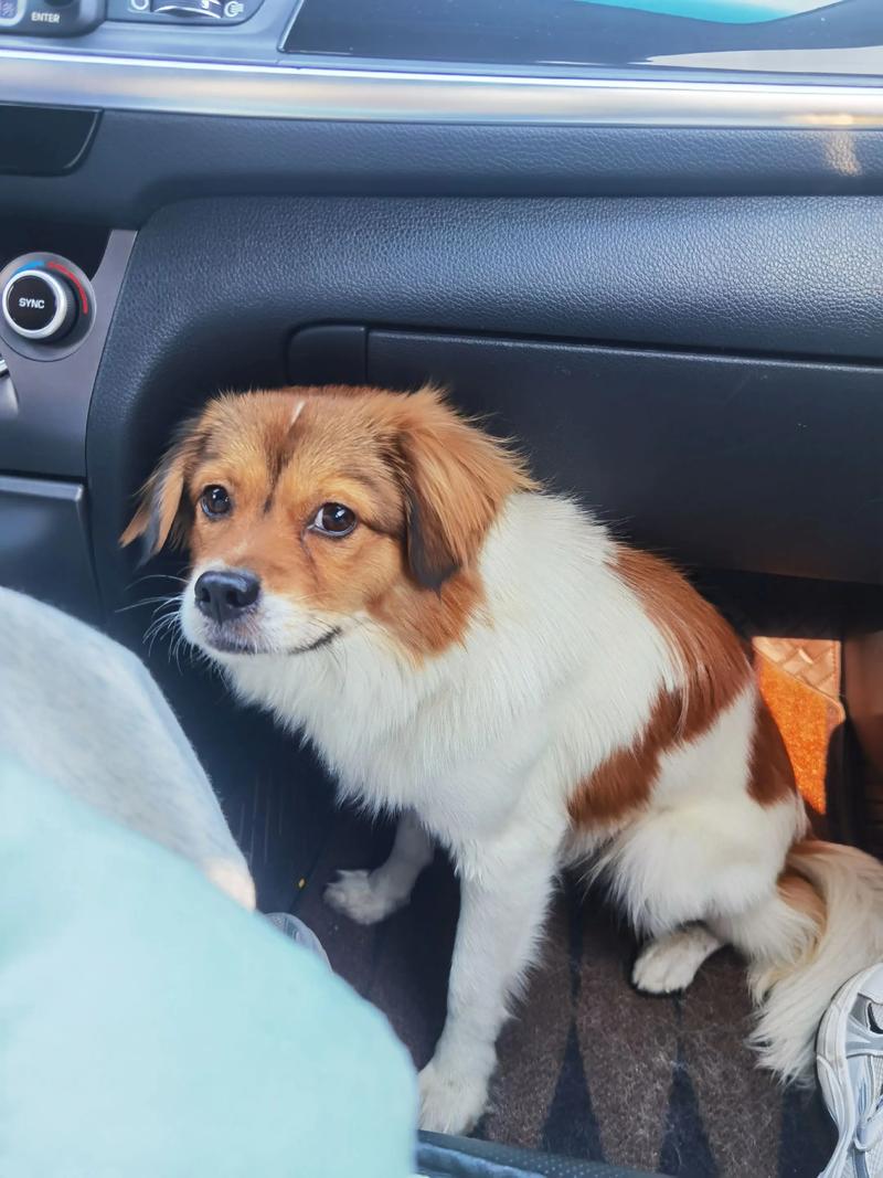 客车能不能带上狗狗