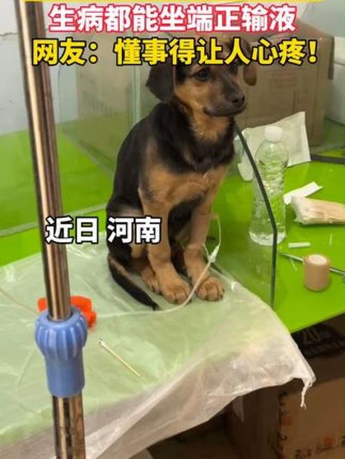 狗埋针七天以后还能用吗