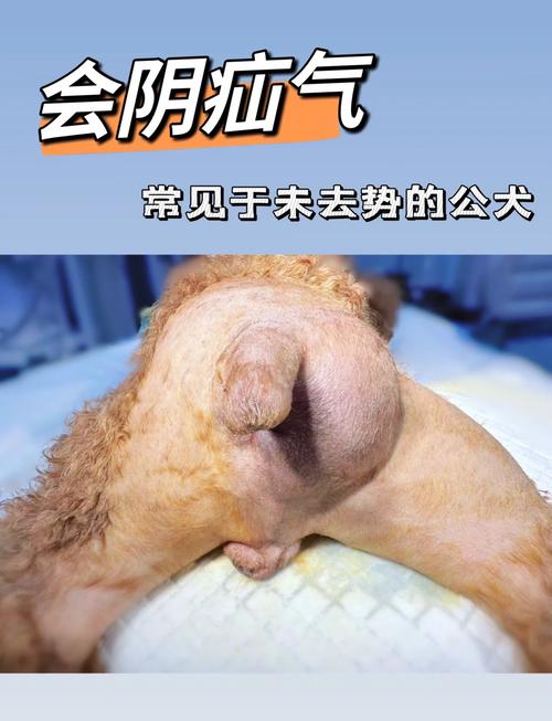 狗狗能喝可乐吗,狗狗喝可乐的坏处