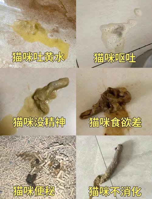 拉邦猫得了毛球症,该怎么治疗?