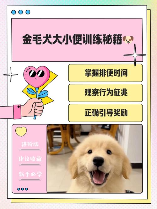 多大的狗狗开始训练大小便,满3~8周龄后训练效果比较好