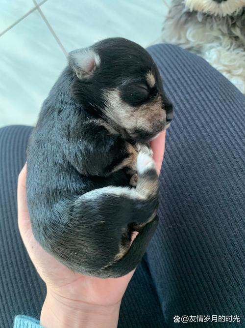 小狗出生10天没睁眼用手扒开行吗?