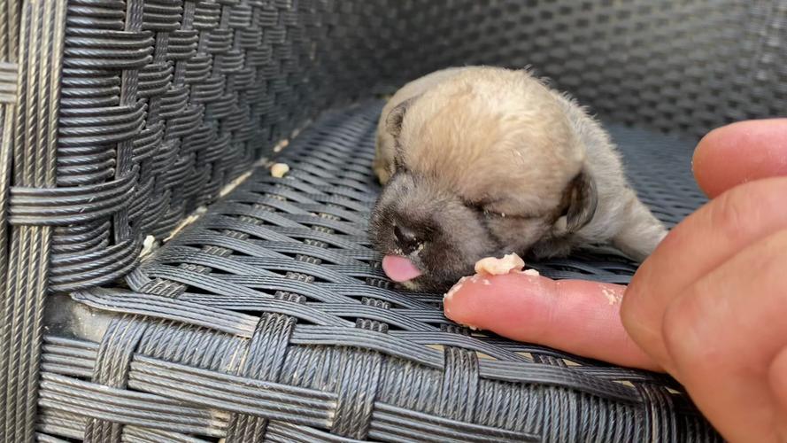 狗生了几天才能自己睁开眼睛