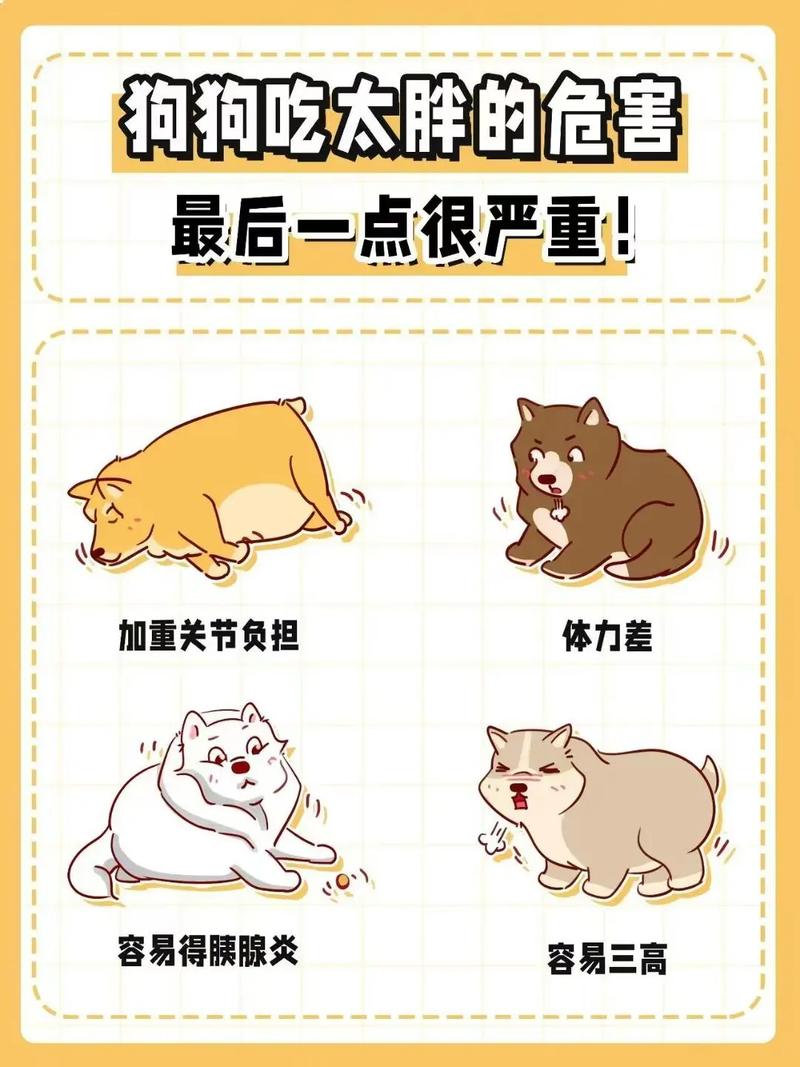 为什么狗狗不吃肥肉