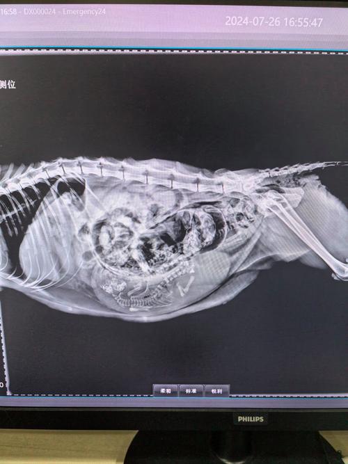 猫咪难产去医院大概多少钱
