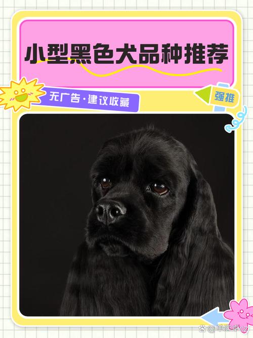 黑狗取什么名字最吉利