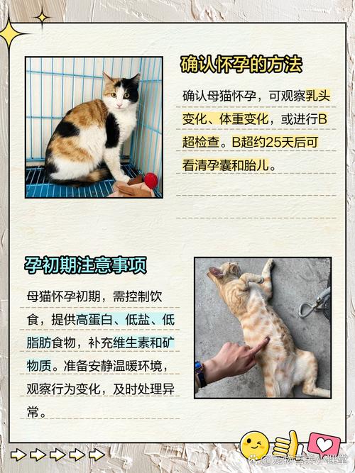 母猫怀孕10天最明显的征兆