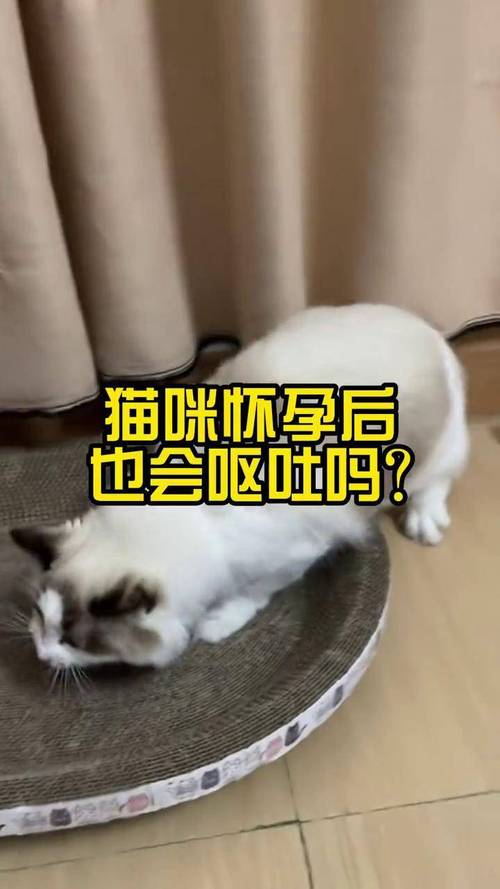 猫咪生产前会吐吗