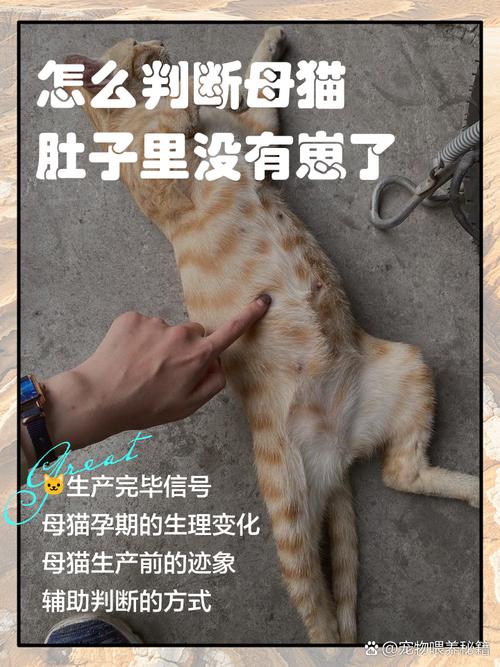 猫咪没有受孕的表现是什么