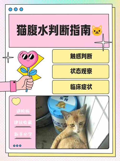 猫知道自己怀孕吗