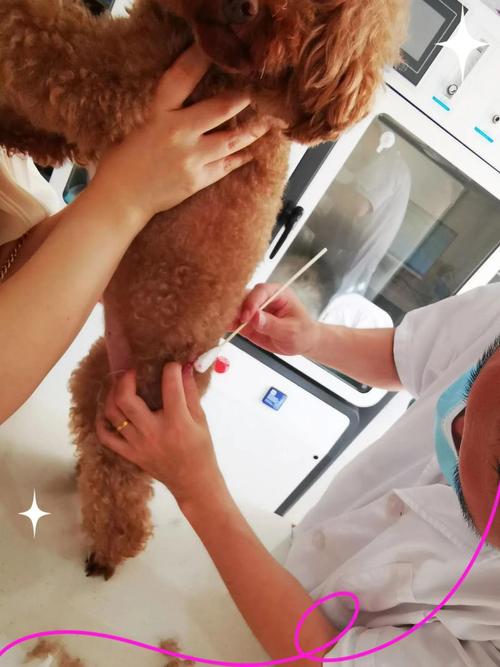 狗狗血常规有必要做吗