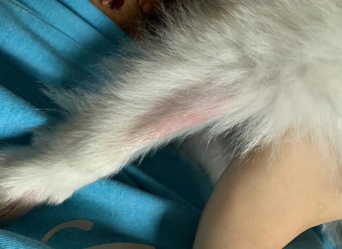 狗狗刮片检查什么