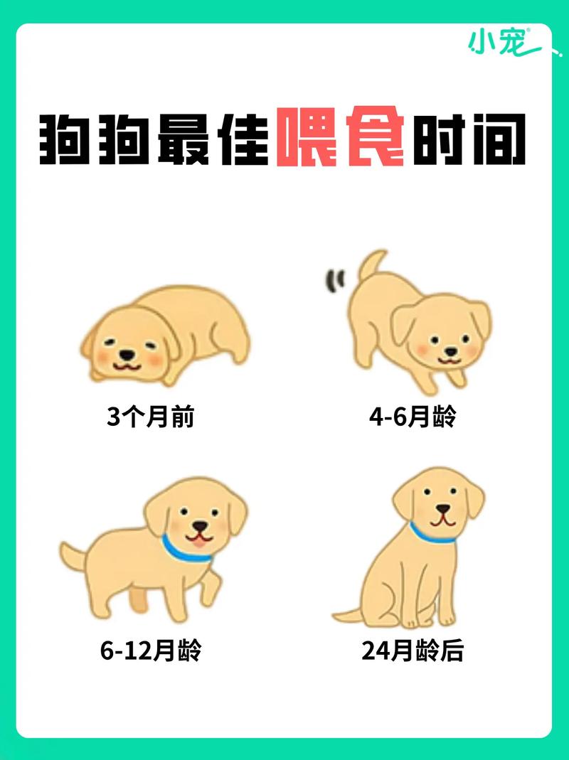 公狗做完绝育手术最疼的时间