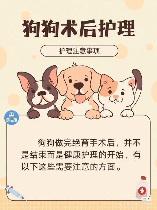 小狗做完绝育手术需要注意什么