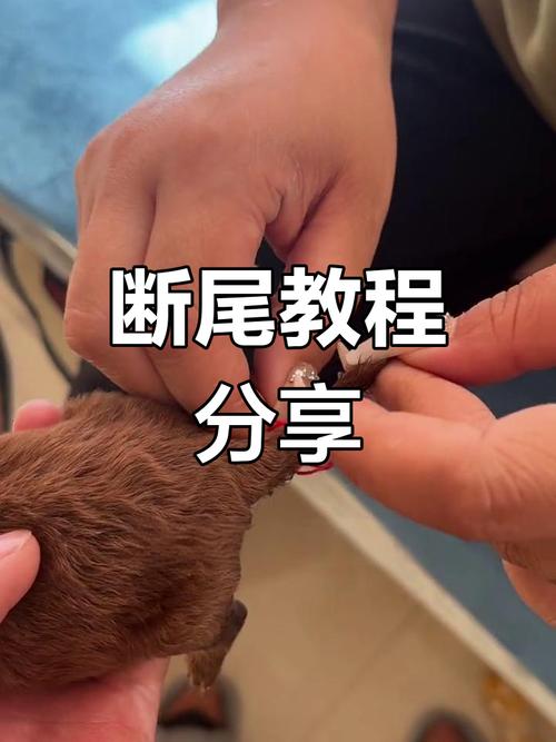 狗狗绝育后要怎么护理