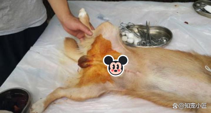 狗狗绝育后为什么会很痛苦?