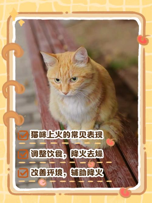 猫咪上火吃什么