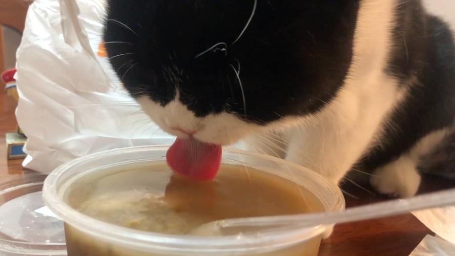 猫咪一次可以喝多少绿豆汤