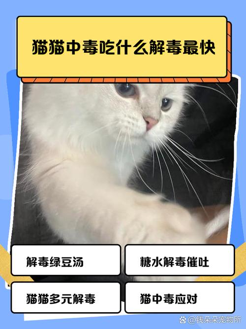 幼猫上火眼屎多应该吃什么