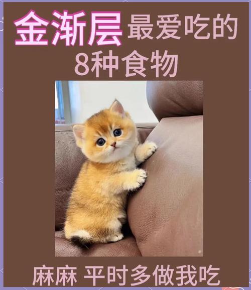 金渐层贫血吃什么食物比较好?