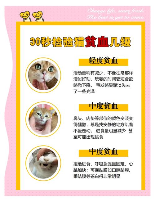 猫咪贫血吃什么比较补