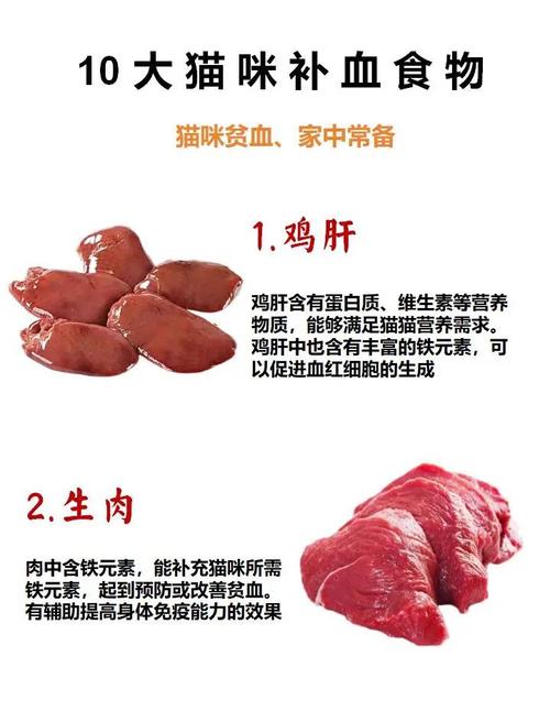 猫贫血吃什么补血最快?