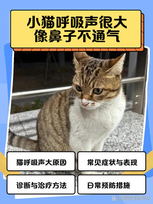 猫咪睡觉鼻子不通气像鼻塞