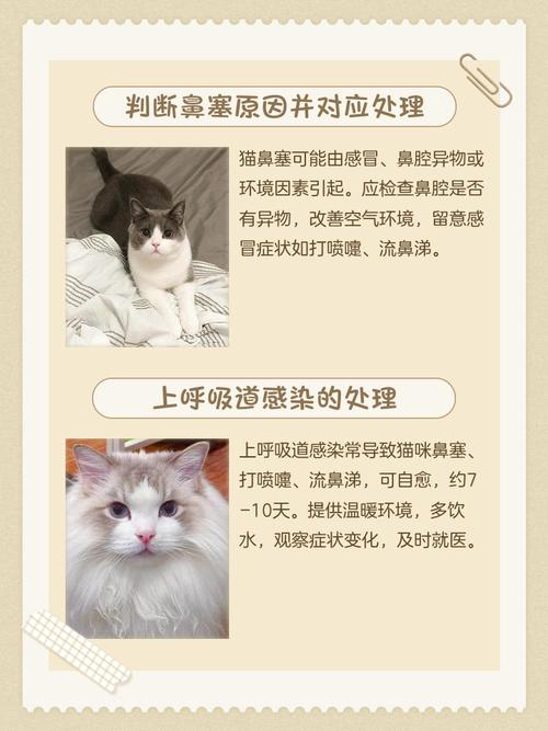 猫咪感冒鼻子不通气怎么办