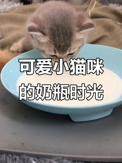 小猫咪可以喝什么奶