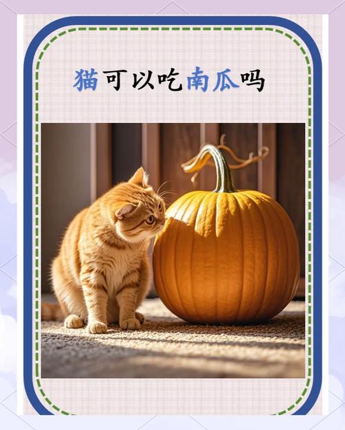 猫哺乳期能不能吃南瓜