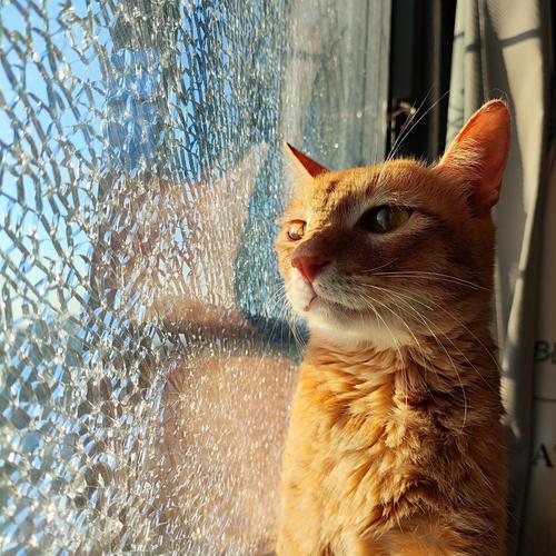 猫不晒太阳会怎样,家里没有太阳猫咪晒不到怎么办