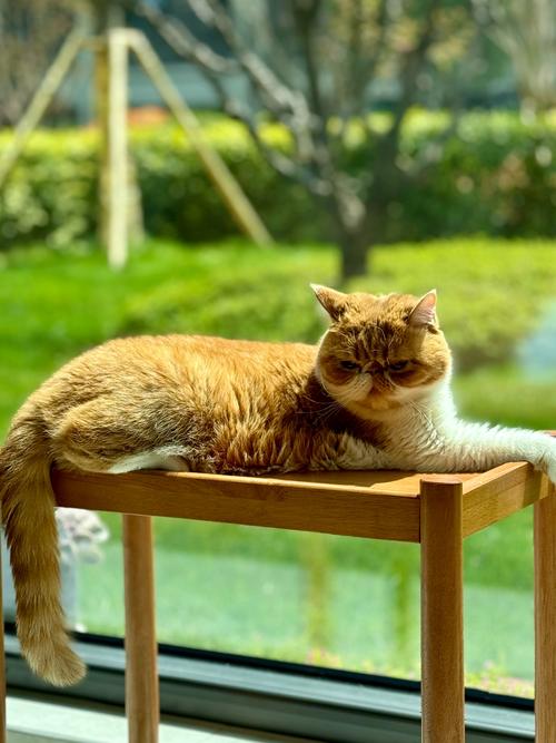 新生猫二十天能晒太阳吗