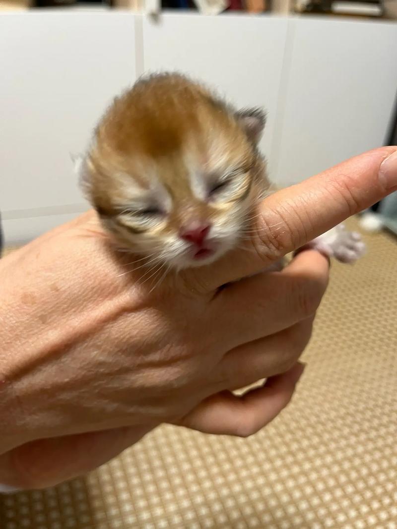 小猫晒太阳一次晒多久