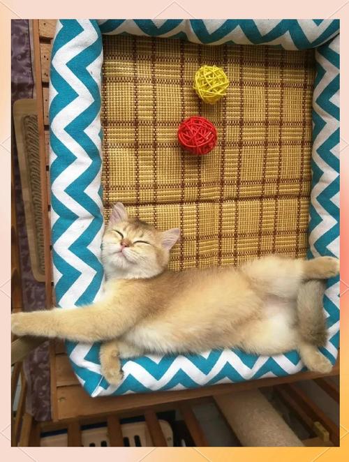 猫长期不见太阳的后果