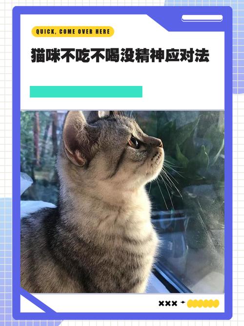 小猫咪不吃东西且没精神,该怎么帮助它?
