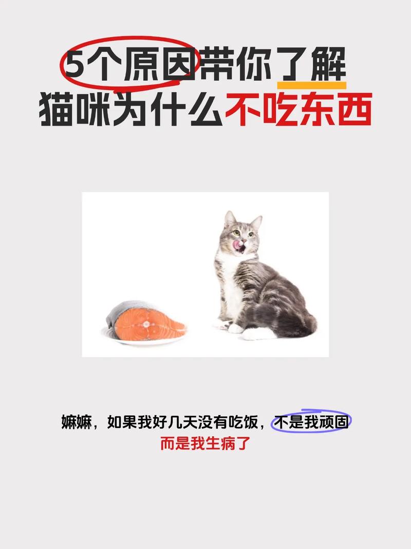 小猫咪不吃东西怎么办