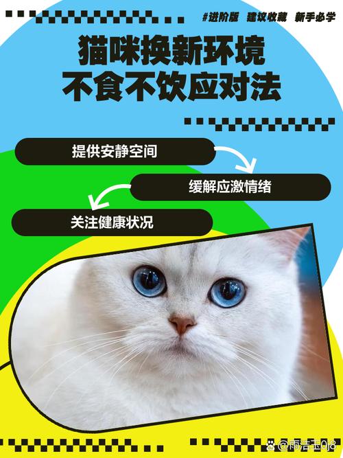 小猫咪刚到家一天不吃不喝怎么办